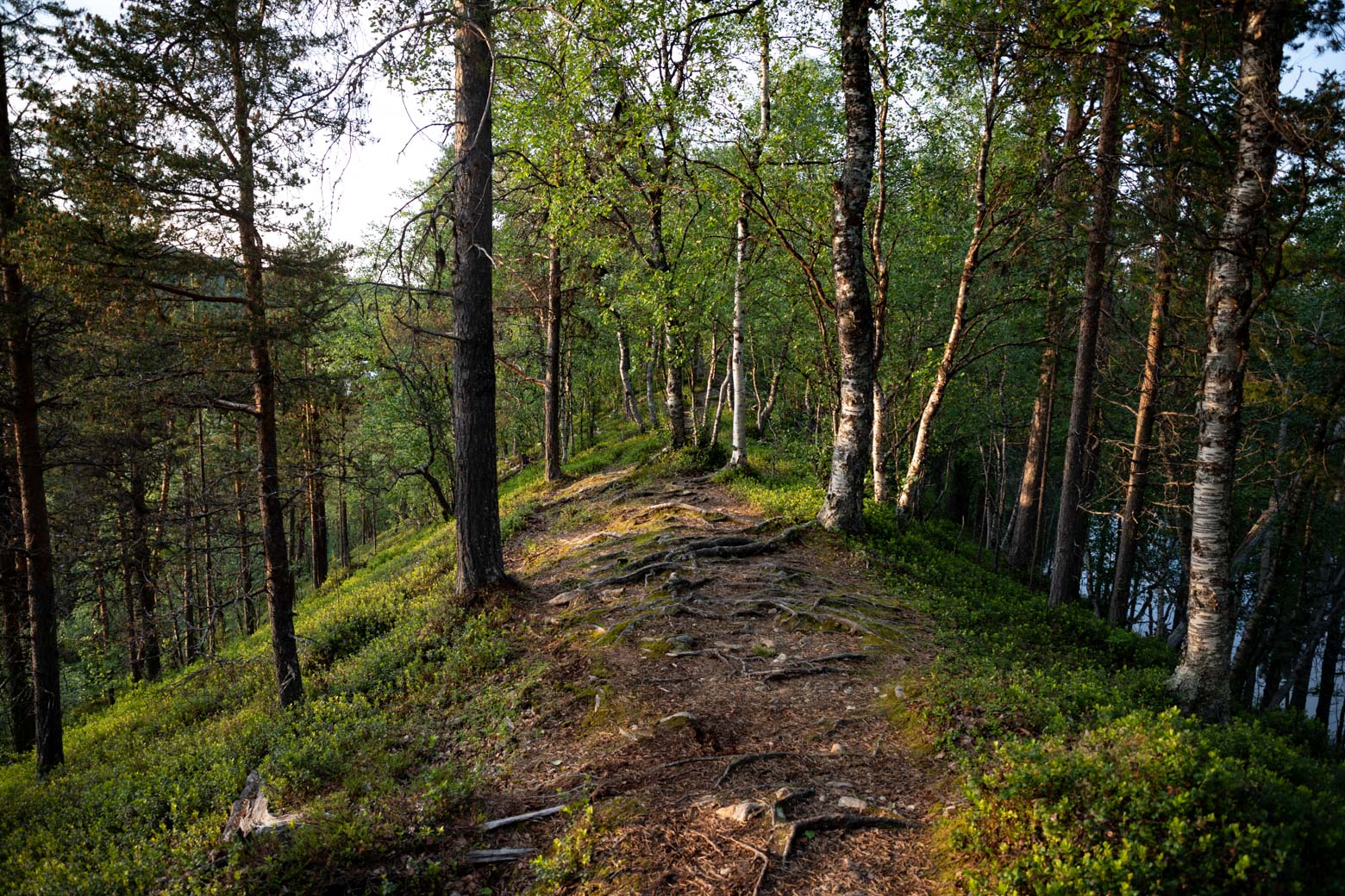 Lemmenjoen metsää