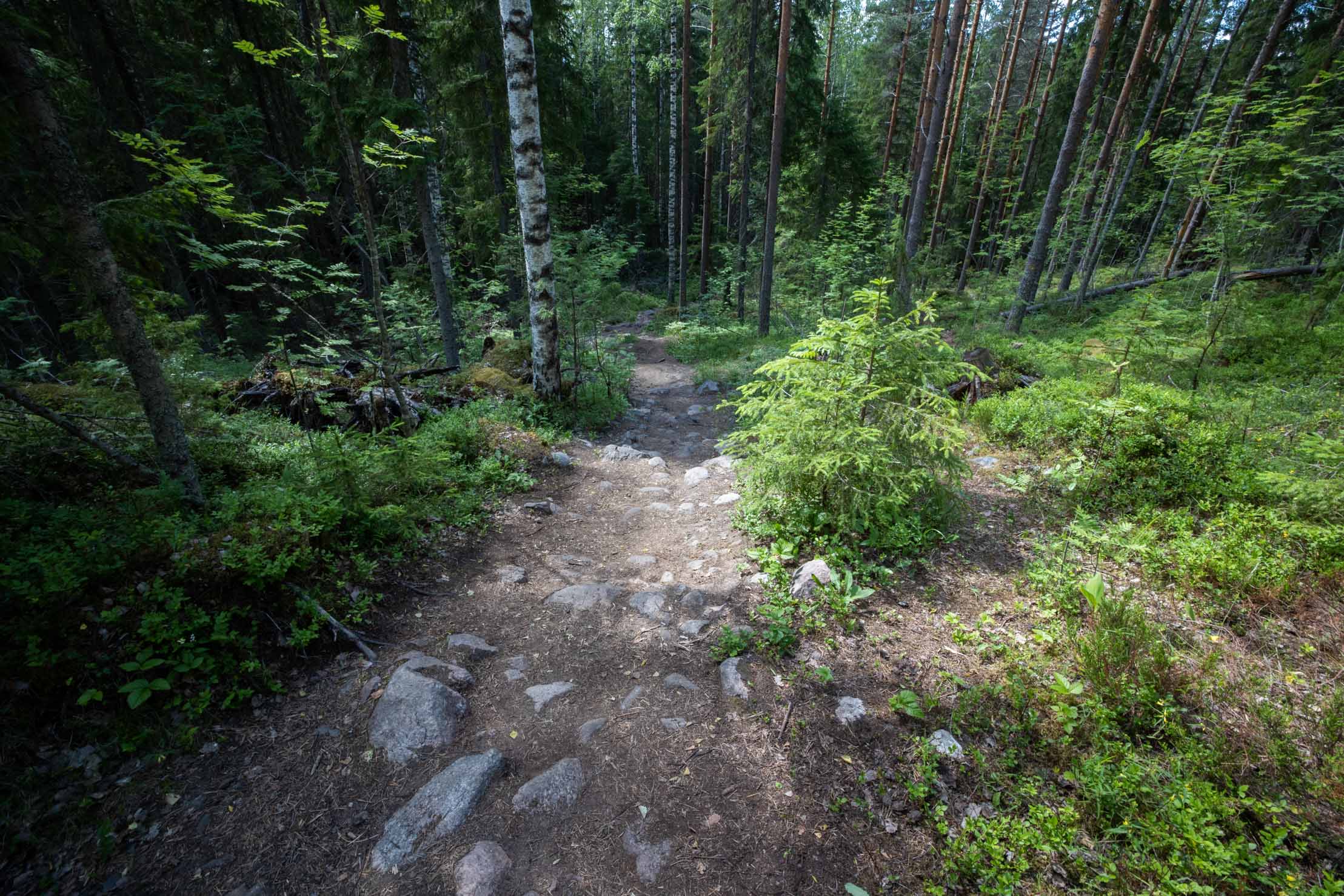 Etelä-Konneveden kansallispuisto